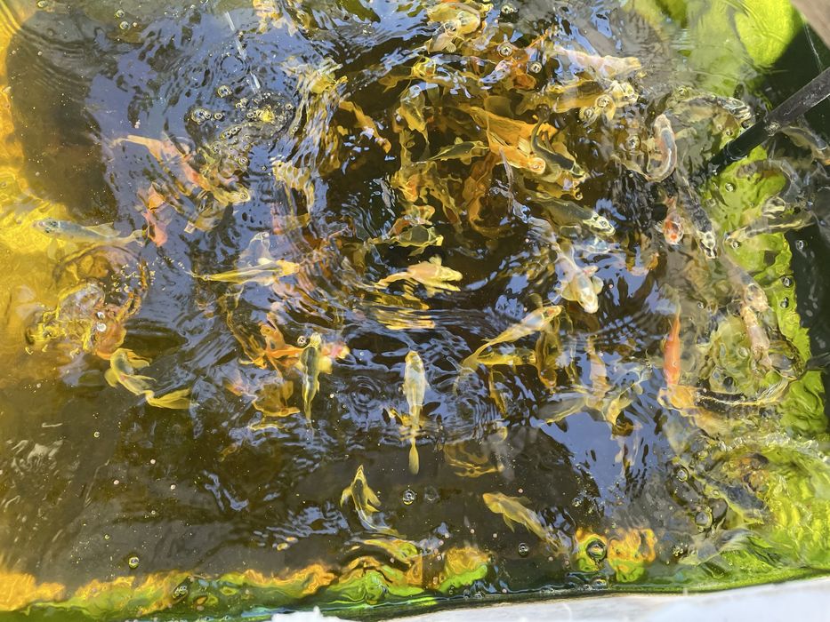 Carpas koi 7-15cm