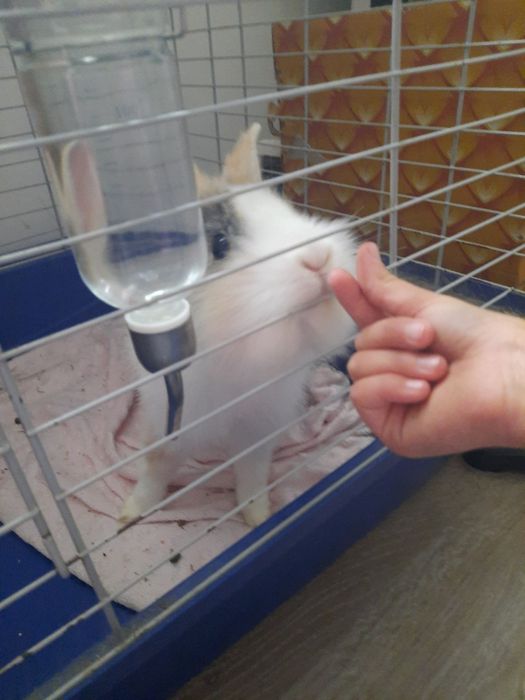 Oddam królika z całym wyposażeniem w dobre ręce