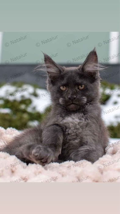 Девочка черный дым мировых кровей