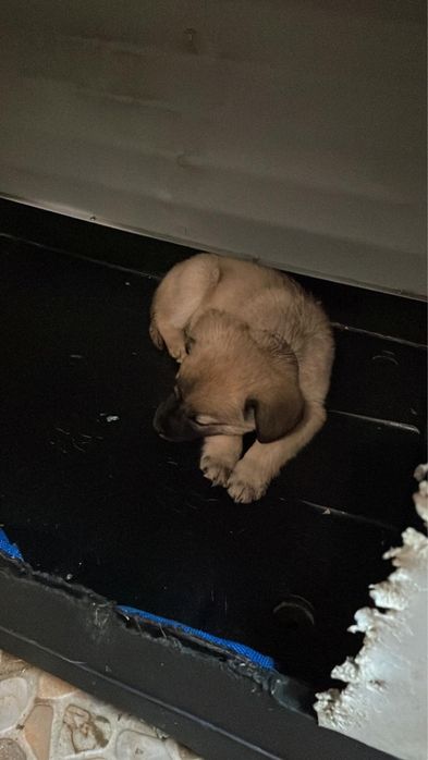 Cadelinha bebe sem raça definida