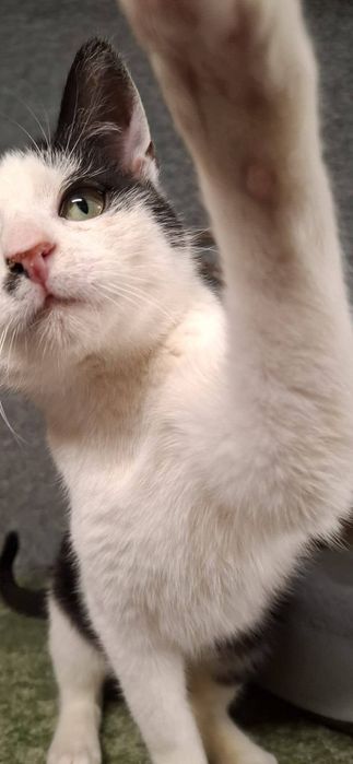 Półroczny Ptyś szuka domu