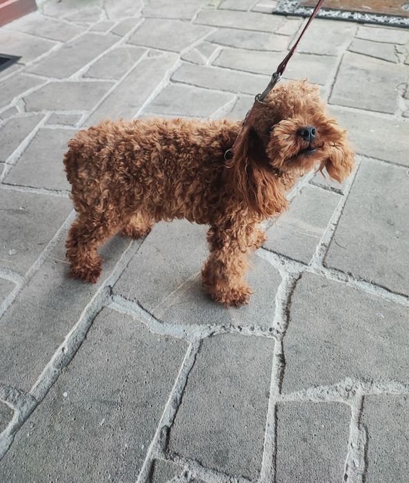 Pudel toy reproduktor