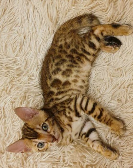 Котятки бенгалятки в любимци.Срочно