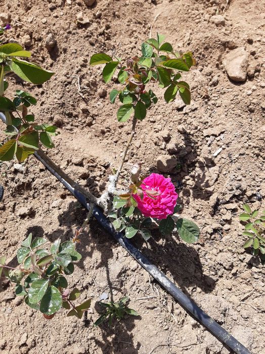 Rosa de Rescht e Rosa Damascena para Culinária Planta Viva - Évora