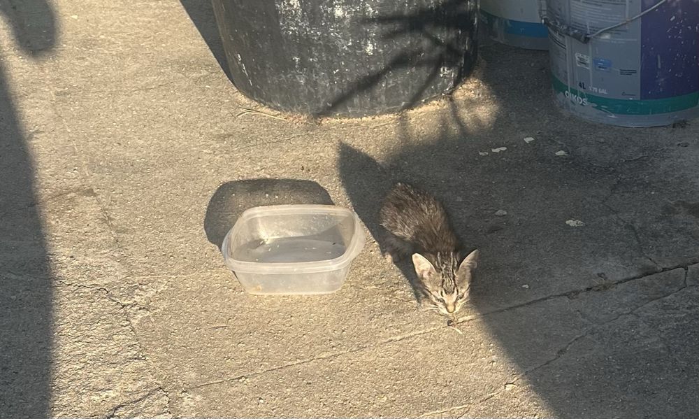 Da-se gatinhos bebés com 3 meses