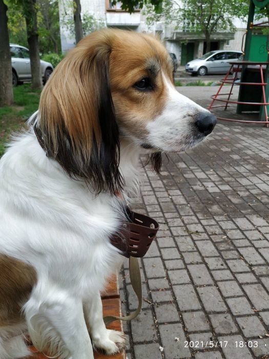 Коікерхондьє голландський спаніель вязка