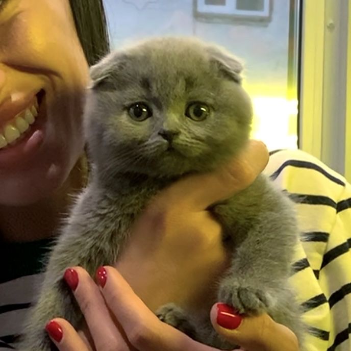 Кошенята з іскрою в очах