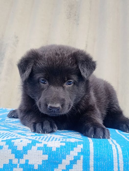 Продам цуценят німецької вівчарки