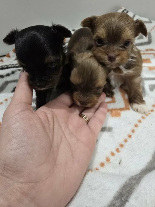 York CZEKOLADOWY rodowód 5 pokoleniowy samiec ostatni wolny