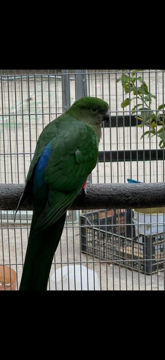 King Parrott , Derbiana , Cabeça de Ameixa