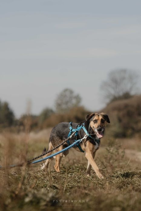 Teoś - wrażliwy psiak, szuka cierpliwego domu - adopcja.