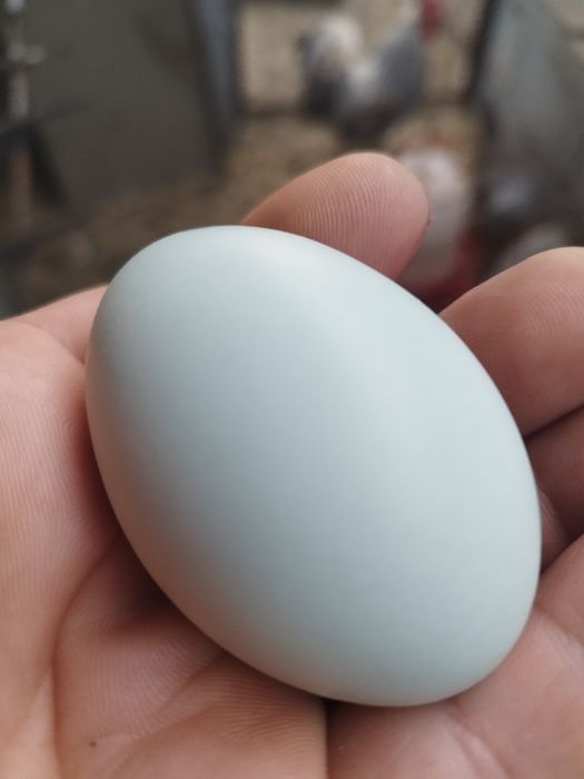 Ovos fecundados várias raças e pintos