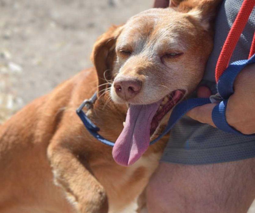 Spicy - Para Adopção