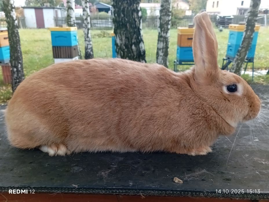 Królik Króliki Samica