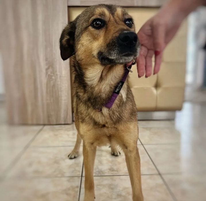 Cadelinha para adoção responsável