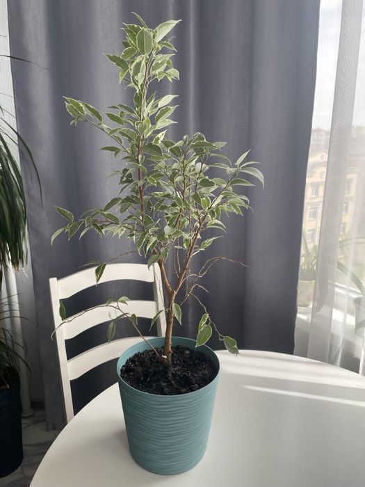 Вазони продам терміново