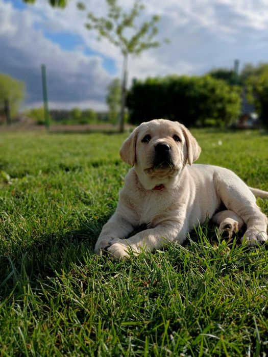 Labrador Retriever  FCI suczka gotowa do odbioru