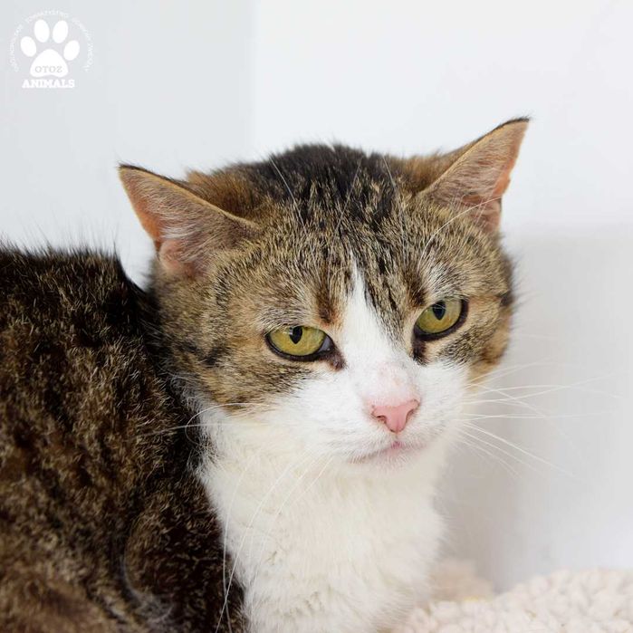Spokojna kotka do adopcji! Poznajcie Pegi!