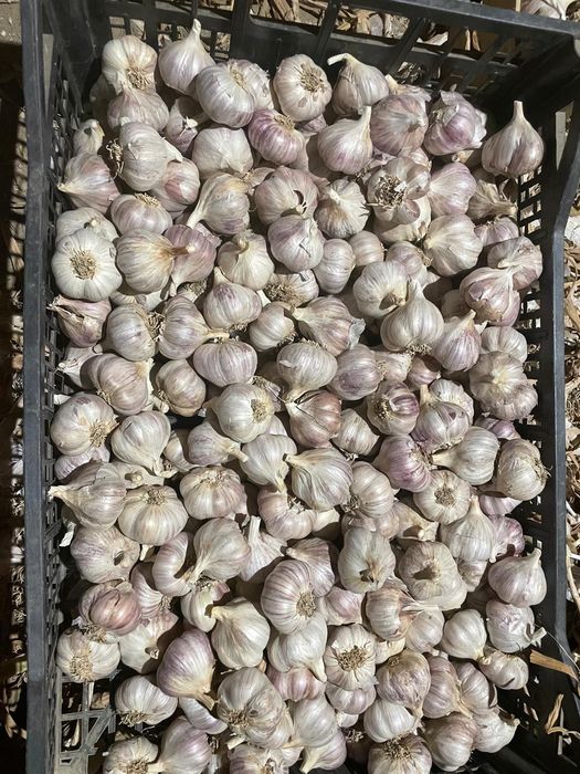 Czosnek odmiany Harnaś i Arkus, bezpośrednio od rolnika Sprzedaż na Kg