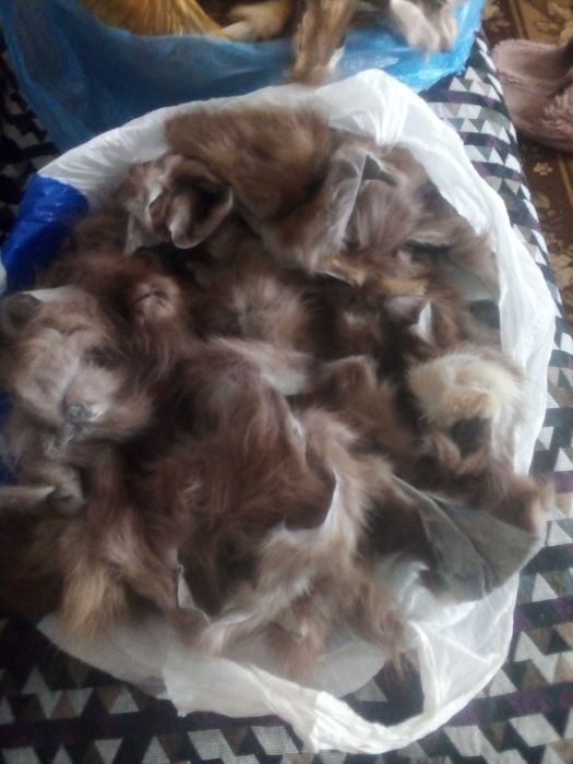 Шкури шкурки обрізь куниця лісова