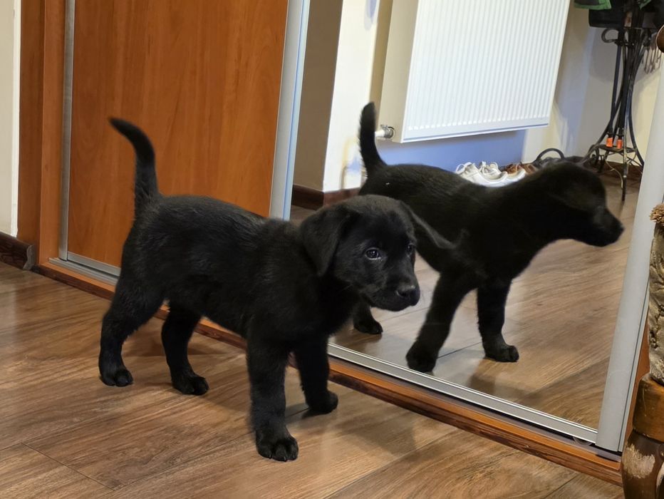 Labrador retriever FCI ZKWP suczka czarna