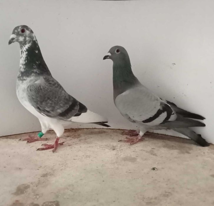Lindo pombo correio de 2026