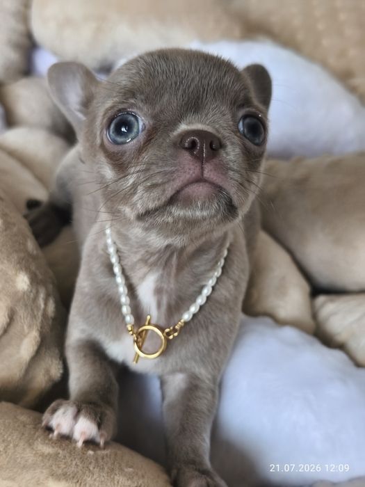 Chihuachua lilia, blue