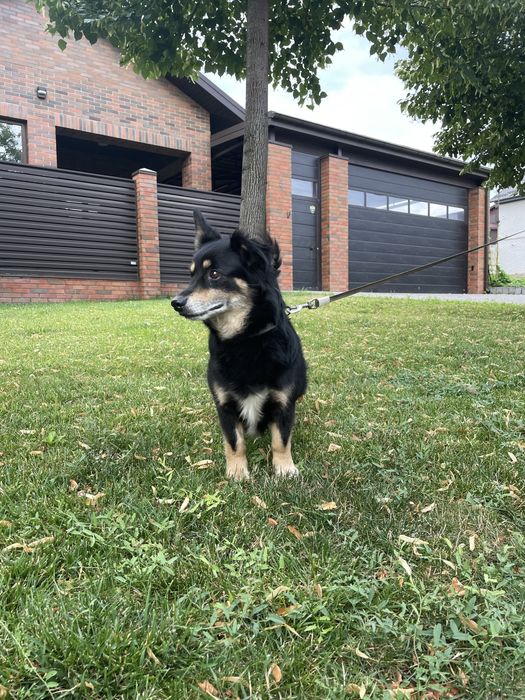 Пес, метис коргі в хороші руки