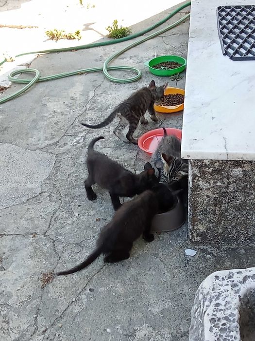 2 Gatinhos com 2 meses para adoção.