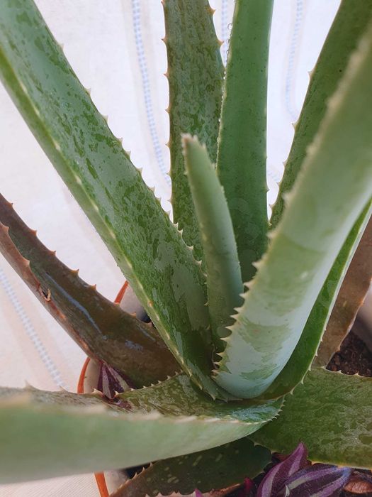 Planta- Aloé Vera & Zebrina