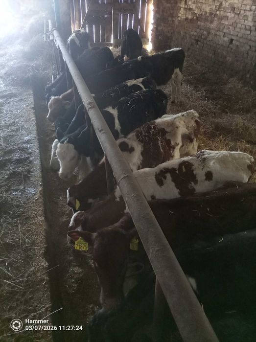 Sprzedam cielaki jałówki