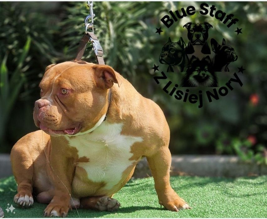 American Bully Pocket  ABKC suczka