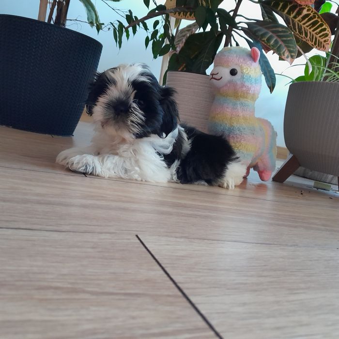 Shih tzu piękny czarno biały piesek