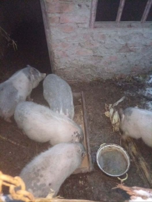 Продам поросят за 1 . 800грн пара 1500