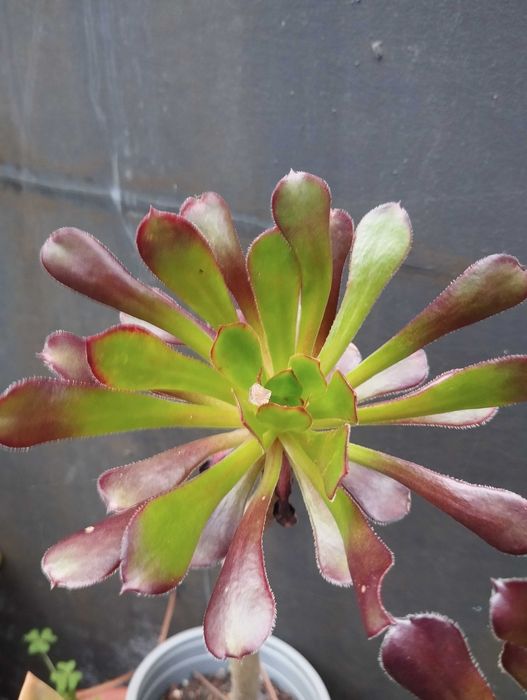 Suculenta Aeonium arboreum 'Atropurpureum'