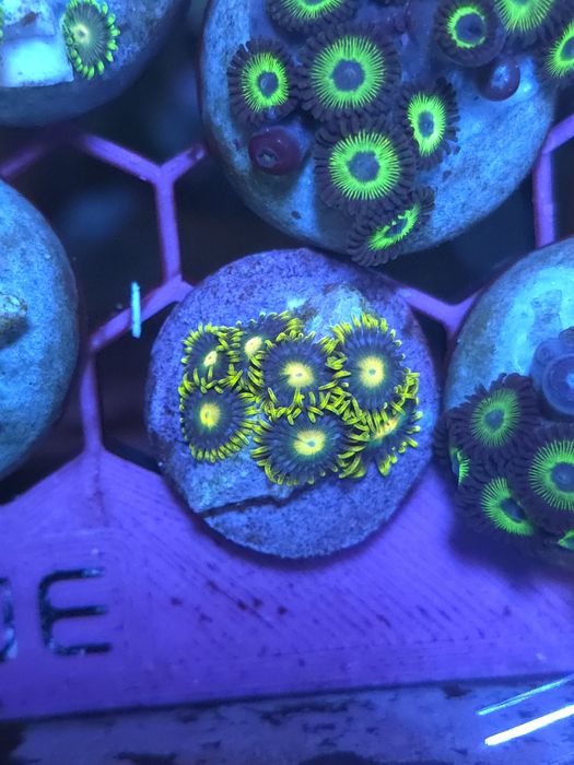 Zoas corais de água salgada