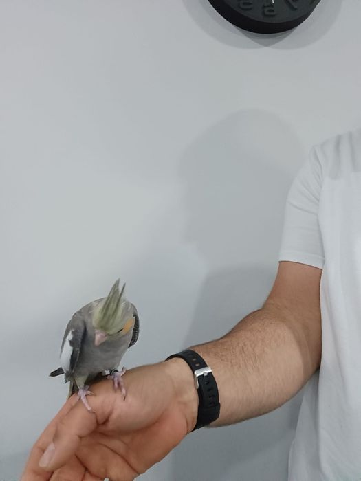 Caturra criada mão