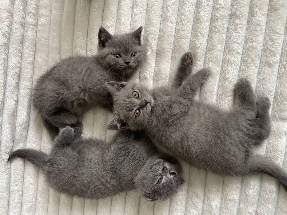 Неймовірні кошенята