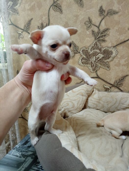 Малюки Хлопці чихуахуа