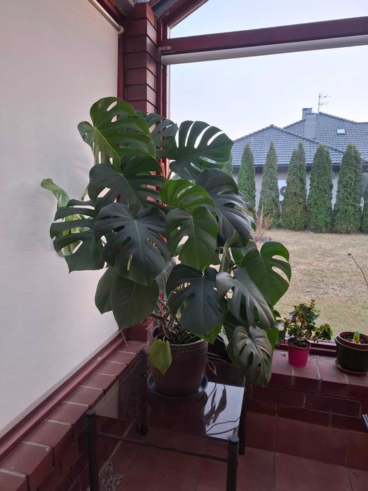 Monstera roślina ozdobna