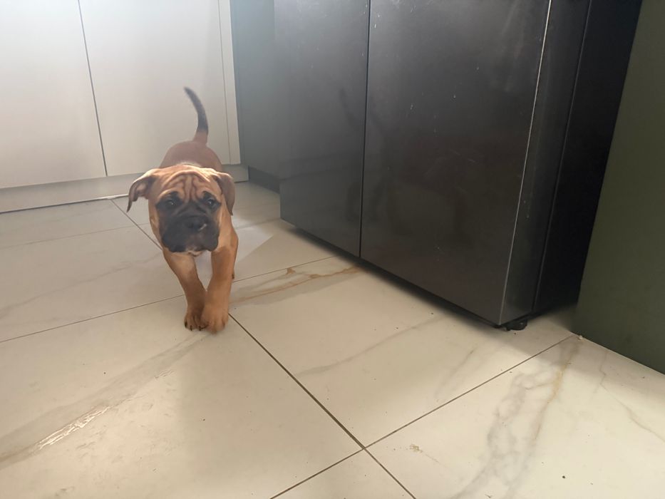 Buldog Kontynentalny