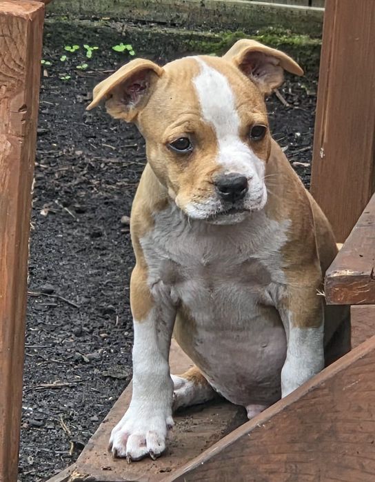 Efektowny Samiec Amstaff American Staffordshire Terrier FCI ZKwP