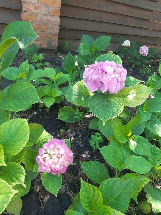 Продам  гортензия садовая розовая