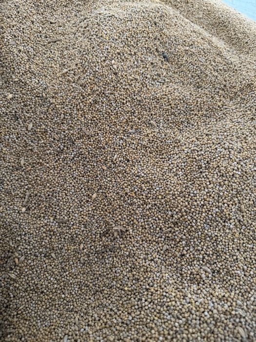 Gorczyca ……………..