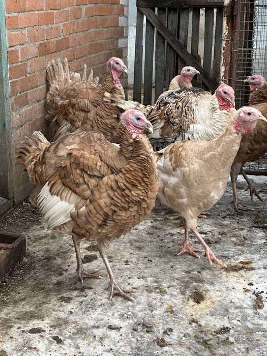 Продам індиків породи червоний бурбон