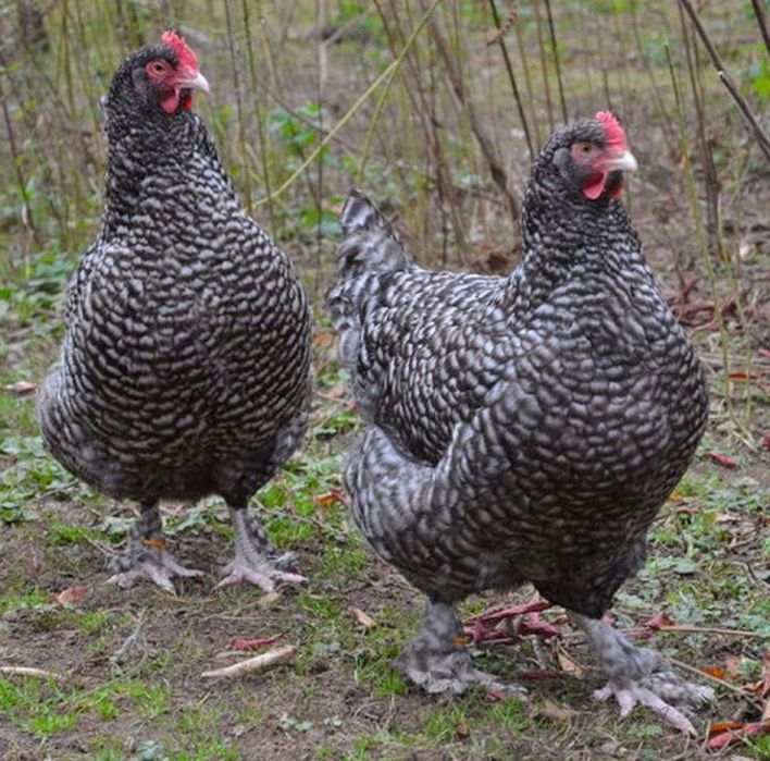 Maline pedrês ovos