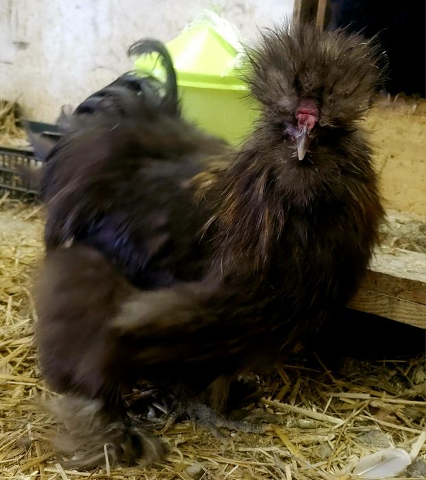 Silkie Jedwabiste USA
