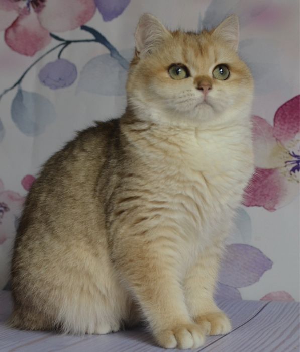 Британська  золота шиншила Тася