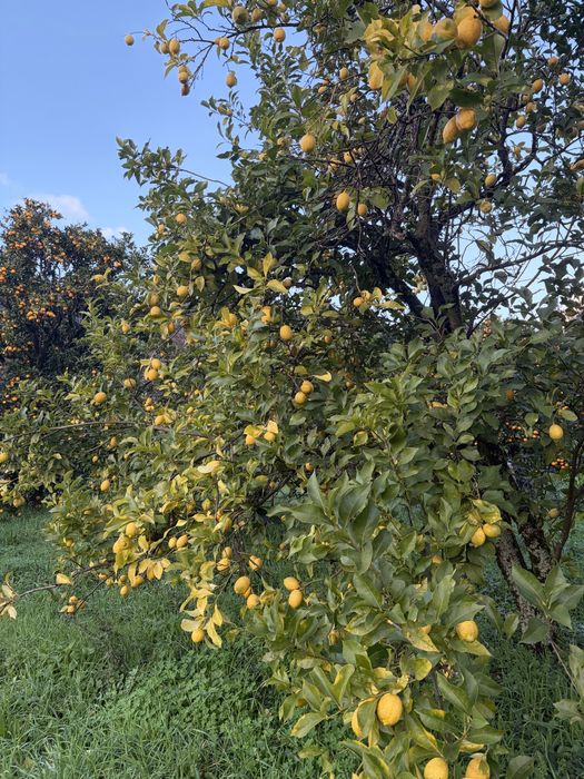Laranjas, limões e clementinas