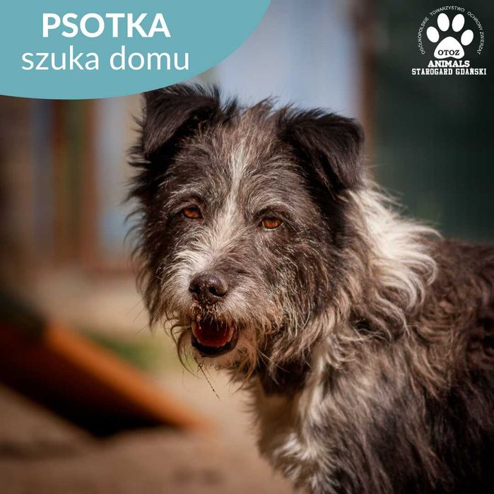 Wesoła towarzyszka Psotka szuka domu